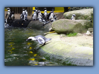 DSCF2454.jpg