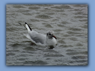 DSCF4594.jpg