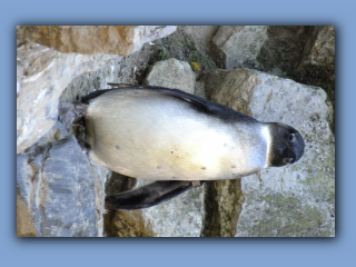 DSCF8200.jpg